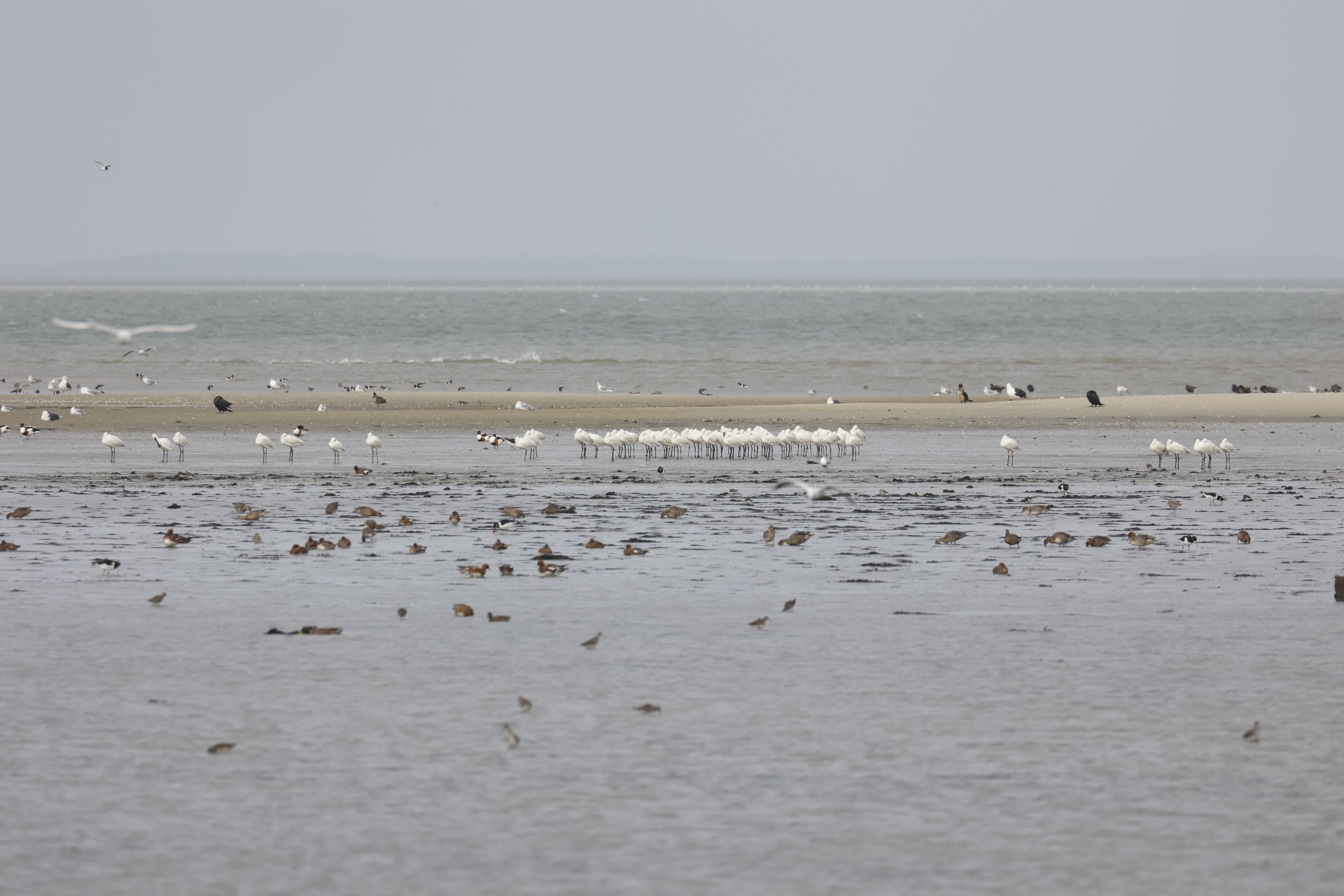 Lepelaars (Texel). Foto van Gerda van der Meer.